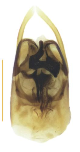 Carpelimus nitidus